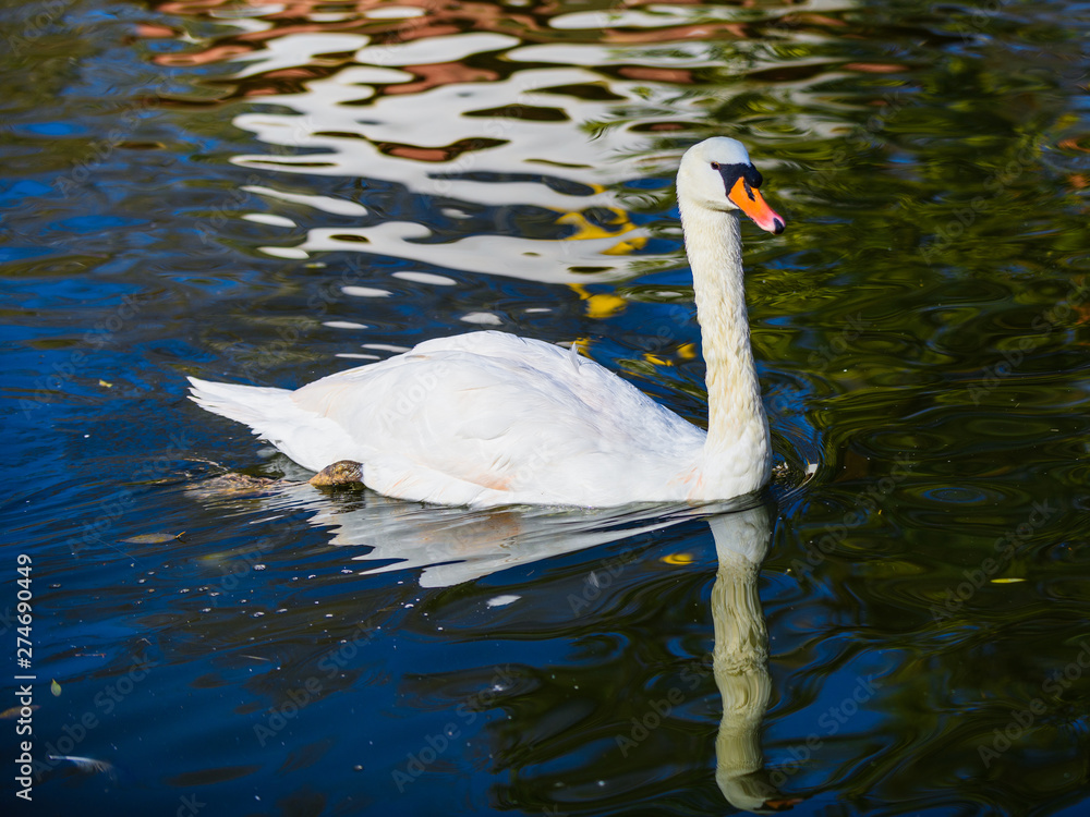 Fototapeta premium Beautiful white swan on a pond in the park of Maria Louise. Seville. Andalusia. Spain