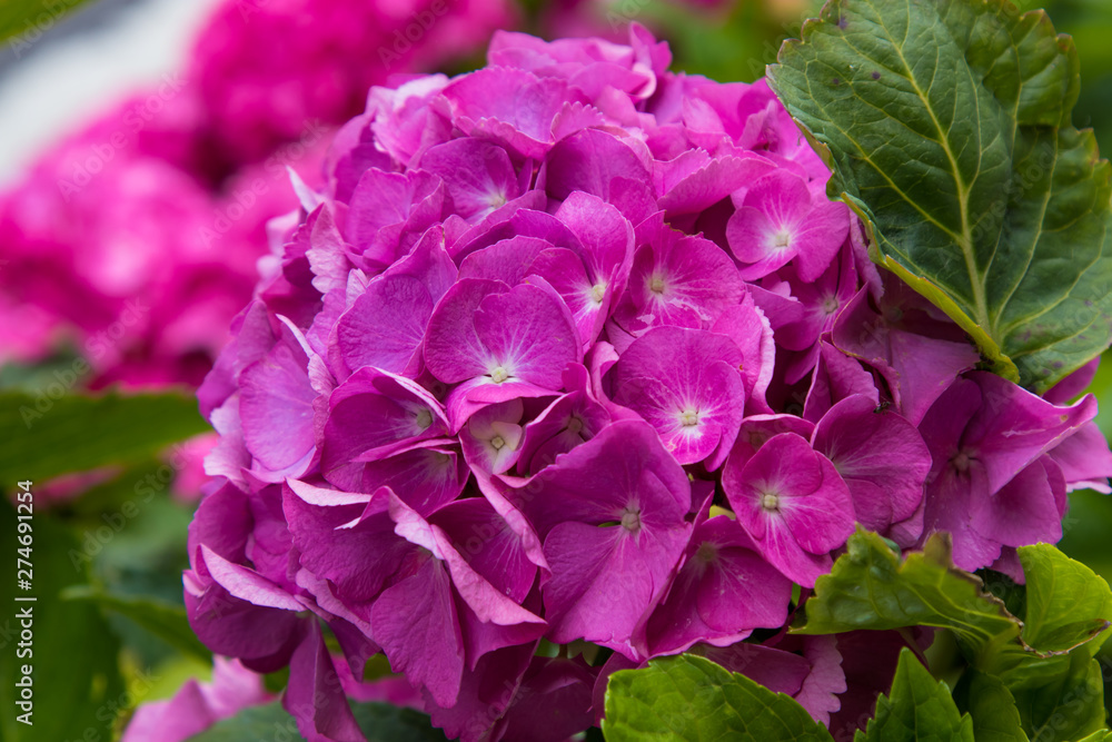 close-up of natural hydrangeas in flowering, flowers