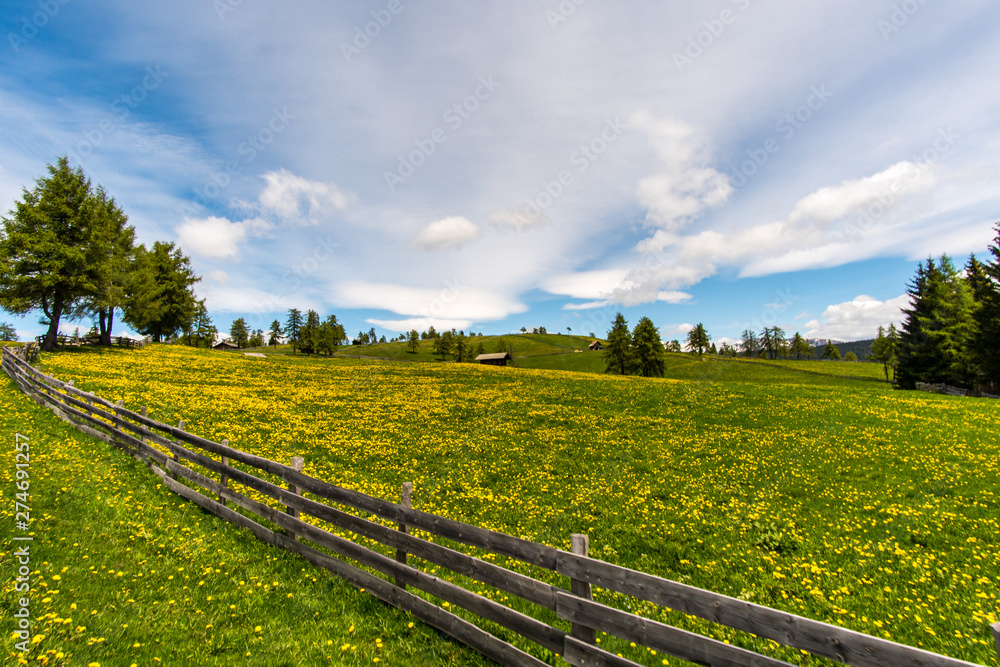 Almwiese mit gelb blühenden Blumen und Holzzaun Weitblick mit Schleierwolken
