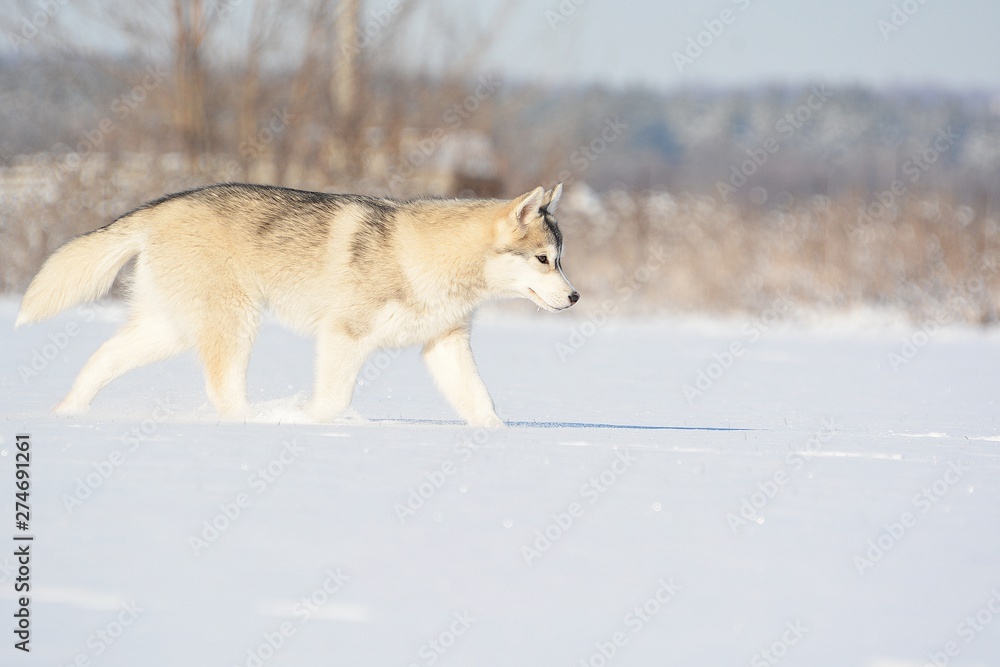 Obraz premium dog in snow