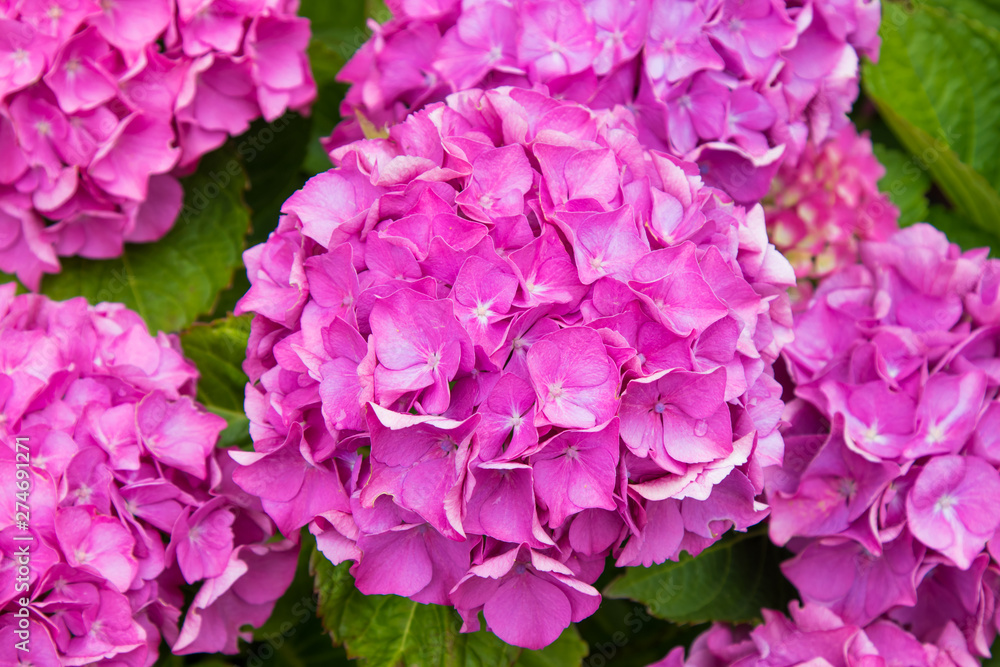 close-up of natural hydrangeas in flowering, flowers close-up of natural hydrangeas in flowering, flowers