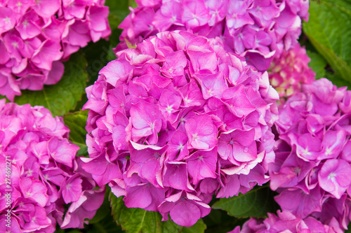 close-up of natural hydrangeas in flowering, flowers