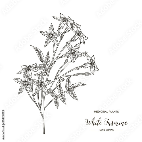 White jasmine. Jasminum officinale flowers and leaves isolated on white background. Medical plants hand drawn. Vector botanical illustration. Black and white.
