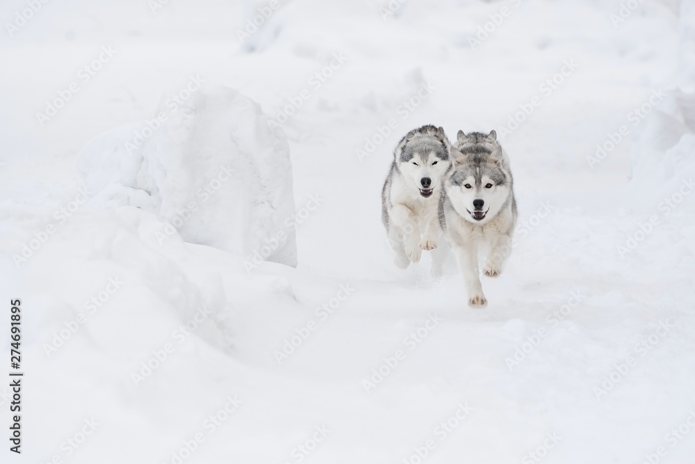 Naklejka premium dog in snow