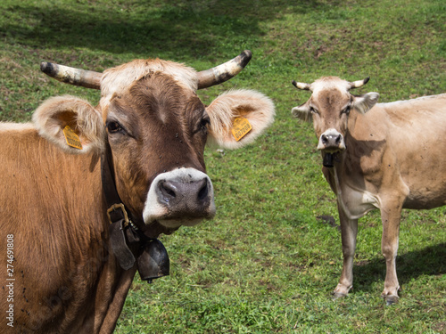 Cows portrait in the field © Elena Ghisalberti