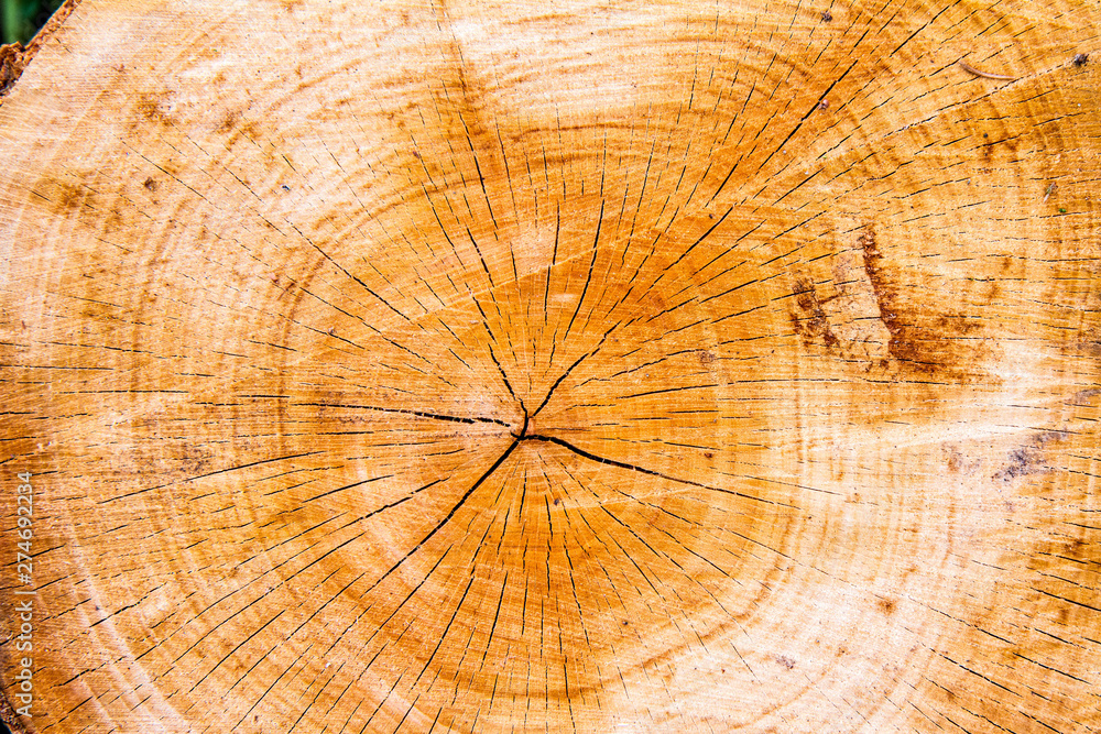 Tree trunk cross section in a close up