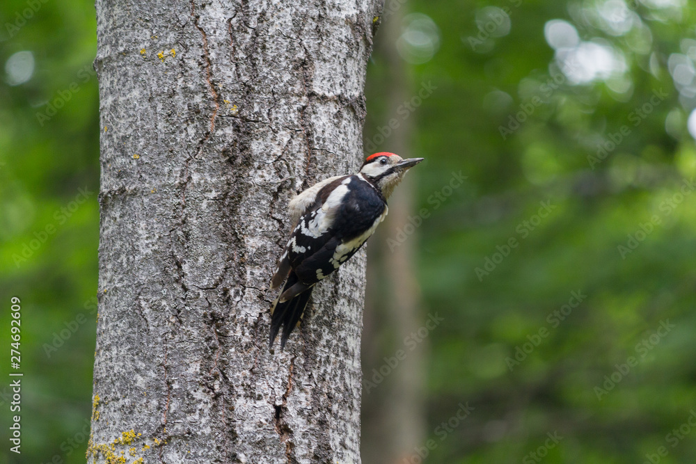 Woodpecker on a tree in a park. Birds Woodpecker on a tree in a park. Birds