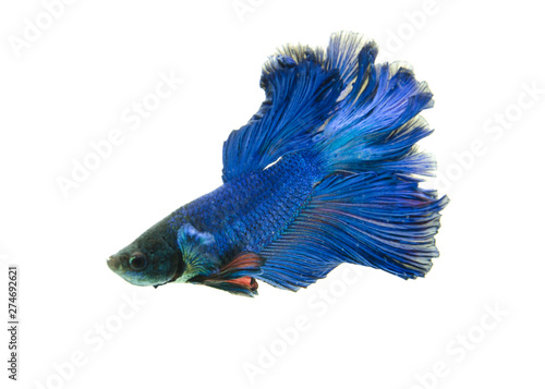 blue fighting fish isolated on white background