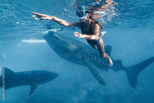 Woman snorkeling with whale sharks in deep blue ocean photo