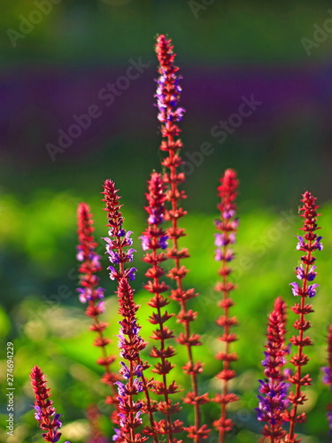 Close up of purple Sage flowers  Salvia nemorosa  blooming outdoors with green background in early summer. Defocused floral background. Picturesque spring scene. Shallow DOF