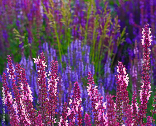Purple salvia flowers for floral background. Defocused summer background. Picturesque spring scene. Shallow DOF, selective focus