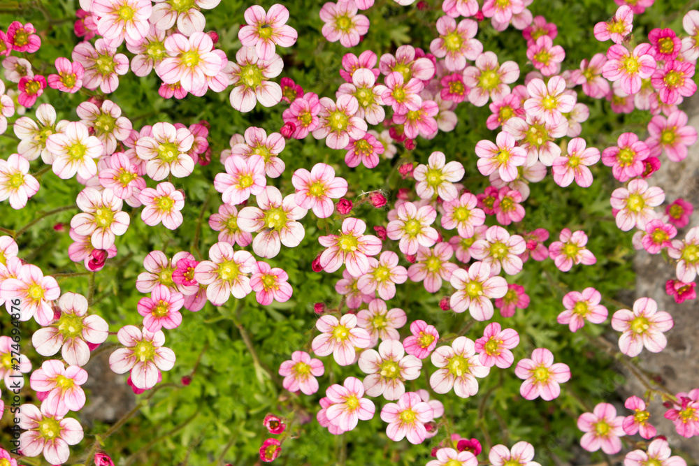 Fototapeta premium Saxifraga cespitosa Arends blooms in the garden, floral background