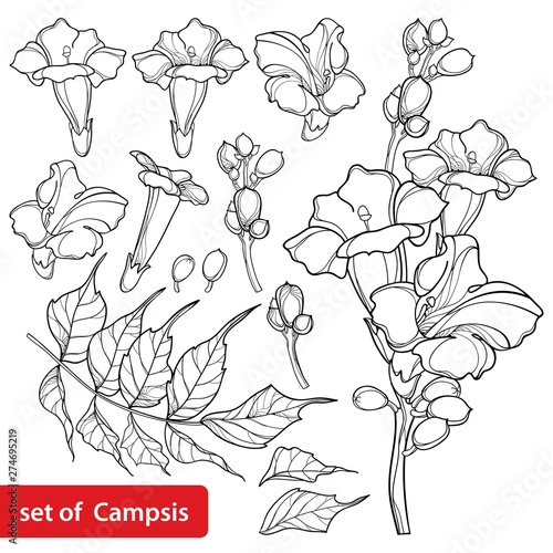 Set with outline Campsis radicans or trumpet vine flower bunch, bud and ornate leaves in black isolated on white background.