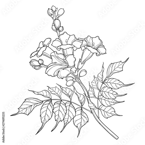 Branch with outline Campsis radicans or trumpet vine flower bunch, bud and ornate leaves in black isolated on white background.
