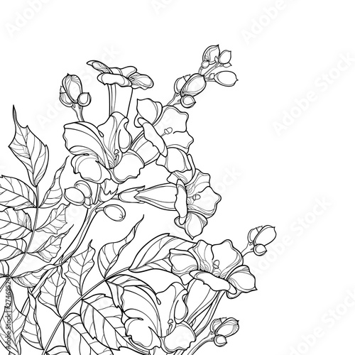 Corner bouquet with outline Campsis radicans or trumpet vine flower bunch, bud and ornate leaves in black isolated on white background.