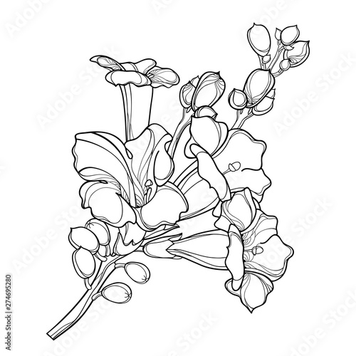 Branch with outline Campsis radicans or trumpet vine flower bunch with bud in black isolated on white background.