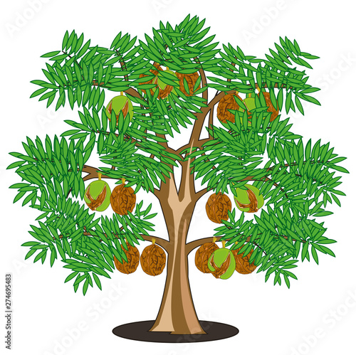 Walnut on tree on white background is insulated