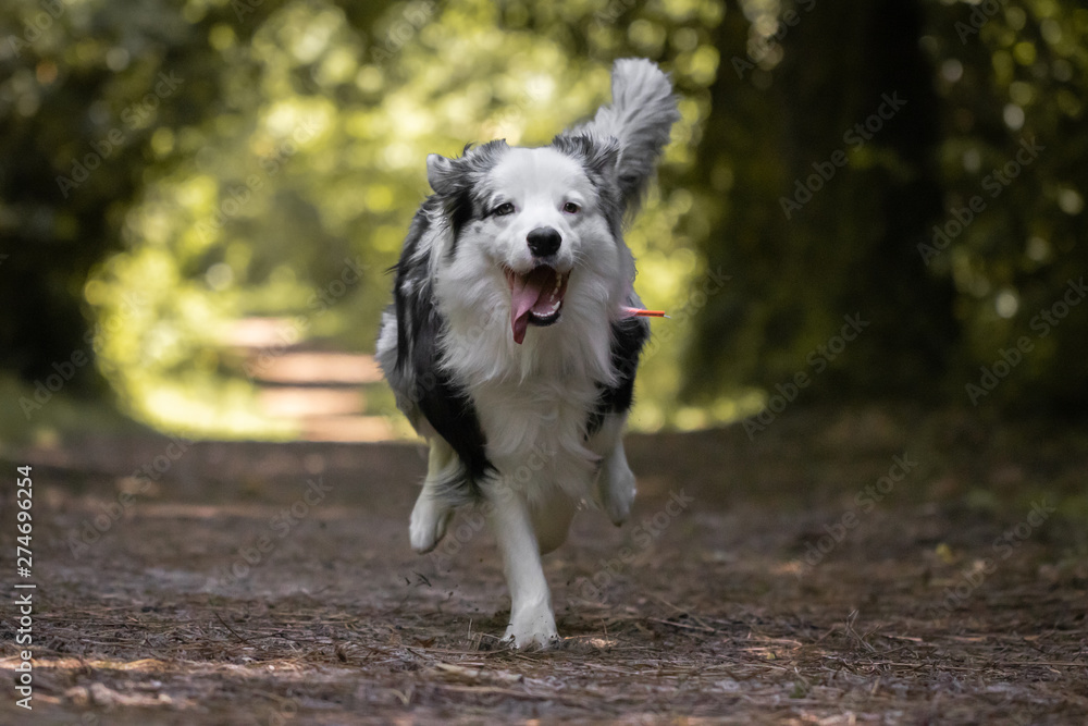 close up of beautiful and happy australian shepherd running towards camera on forest path