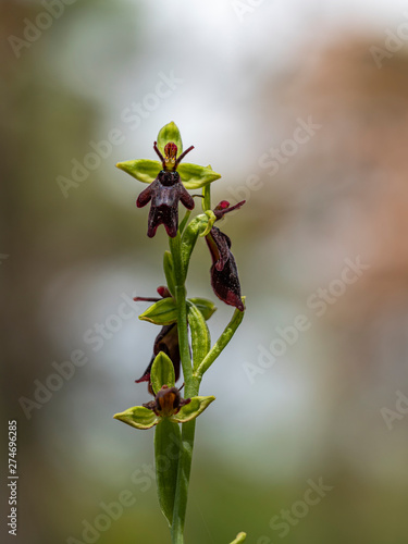 Fliegenragwurz (Ophrys insectifera) photo
