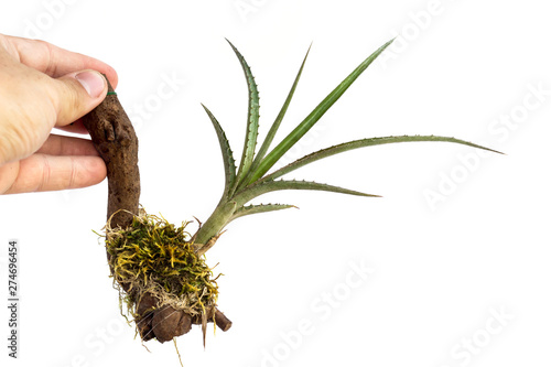 Fotografija Billbergia, a bromeliad plant, planted on a piece of wood, isolated on a white background