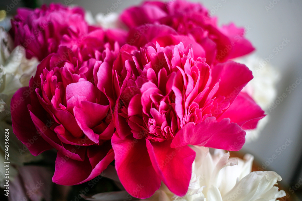 Fluffy pink magenta and white peonies flowers background Fluffy pink magenta and white peonies flowers background
