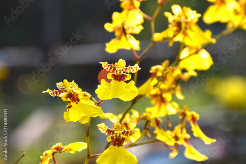 Oncidium orchid 