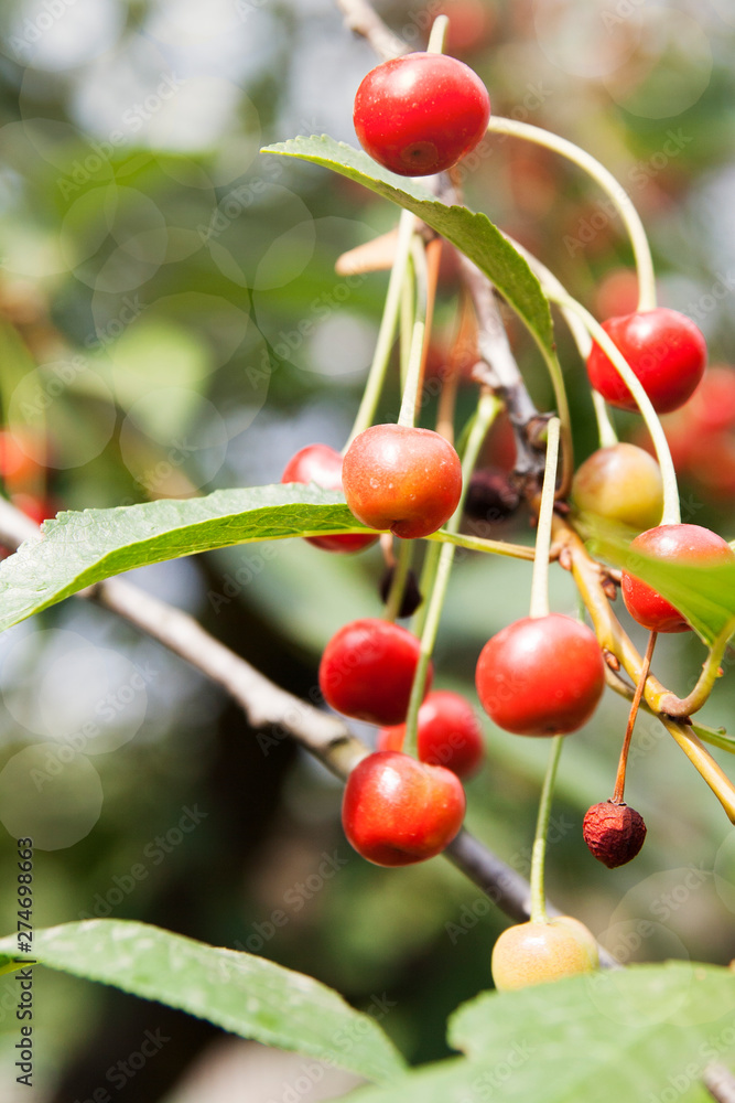 Summer: cherry berries ripen on a tree branch in the garden Summer: cherry berries ripen on a tree branch in the garden
