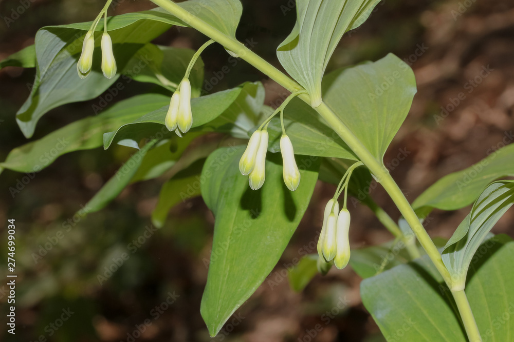 Salomonsiegel, Weißwurz, Polygonatum muliflorum Salomonsiegel, Weißwurz, Polygonatum muliflorum
