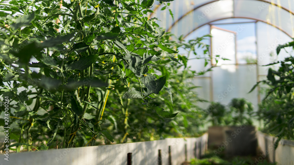 greenhouse with green flowering tomatoes and peppers