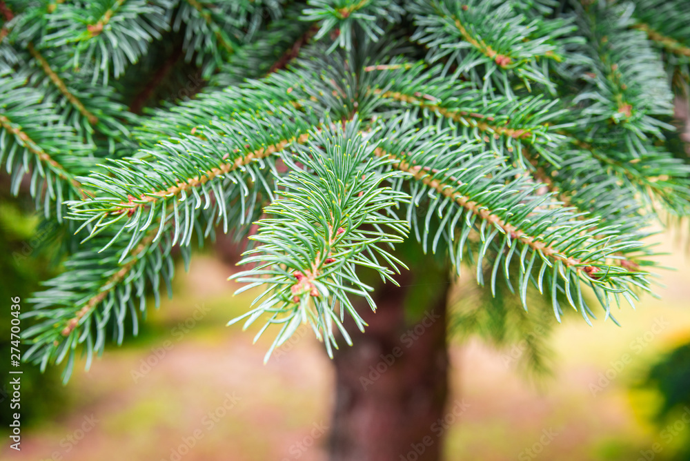 Coniferous branch close up. For floral background. Green foliage and plants bokeh Coniferous branch close up. For floral background. Green foliage and plants bokeh