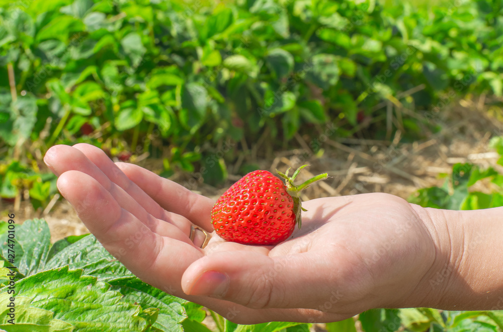 Strawberry Fields Strawberry Fields