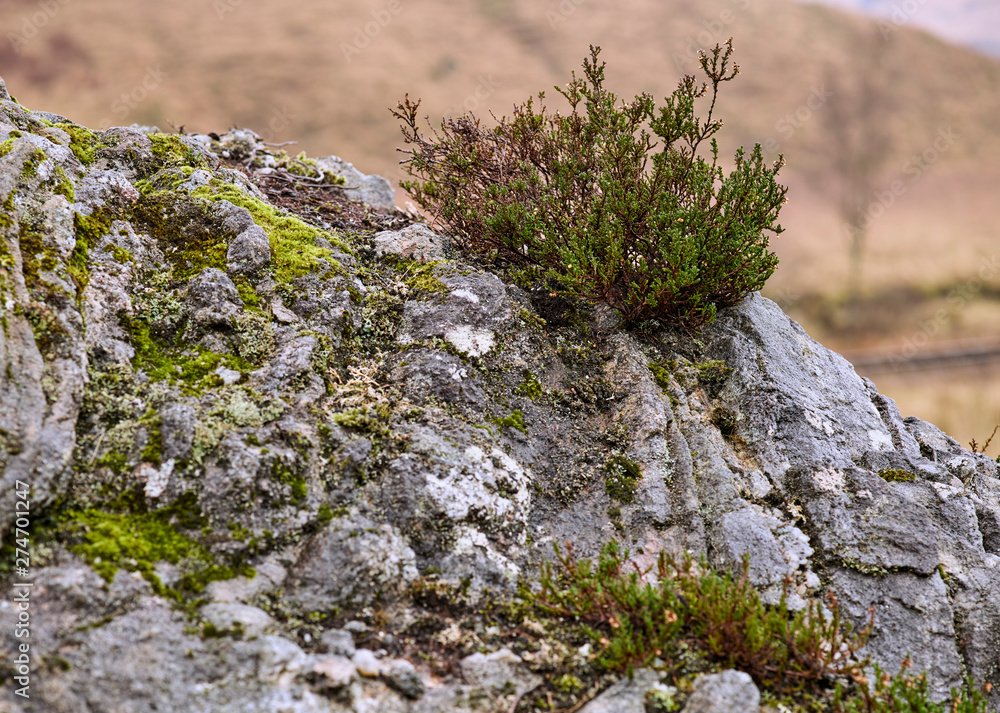 Heidekraut auf Felsen Schottland Highlands Heidekraut auf Felsen Schottland Highlands
