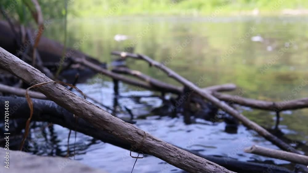 tree branches lie on the bank of the river, the river is quiet, summertime tree branches lie on the bank of the river, the river is quiet, summertime