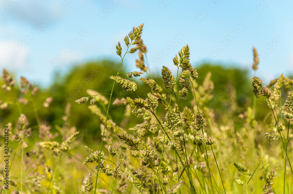 grass in meadow grass in meadow