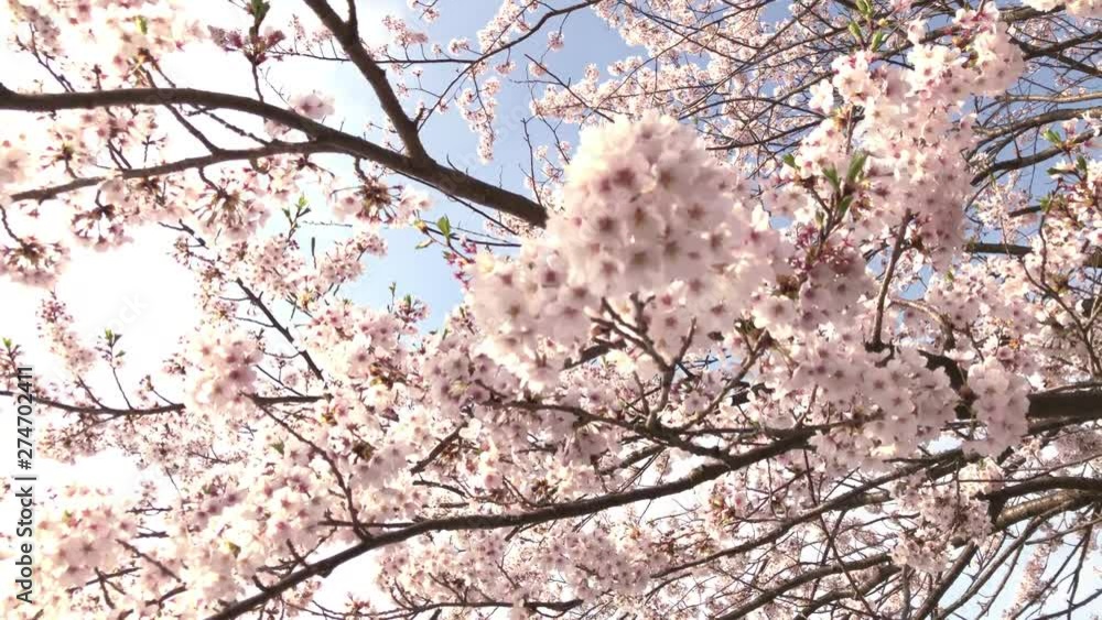 stabilizer movement shooting to look up cherry blossoms