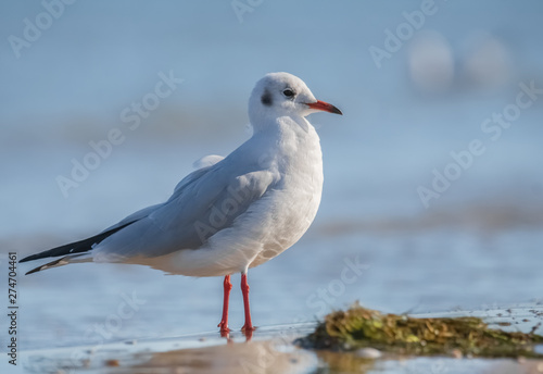 Lachmöwe am Strand