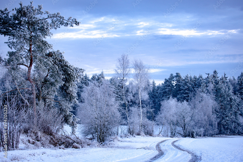 Obraz premium winter landscape in South Bohemia, Czech Republic
