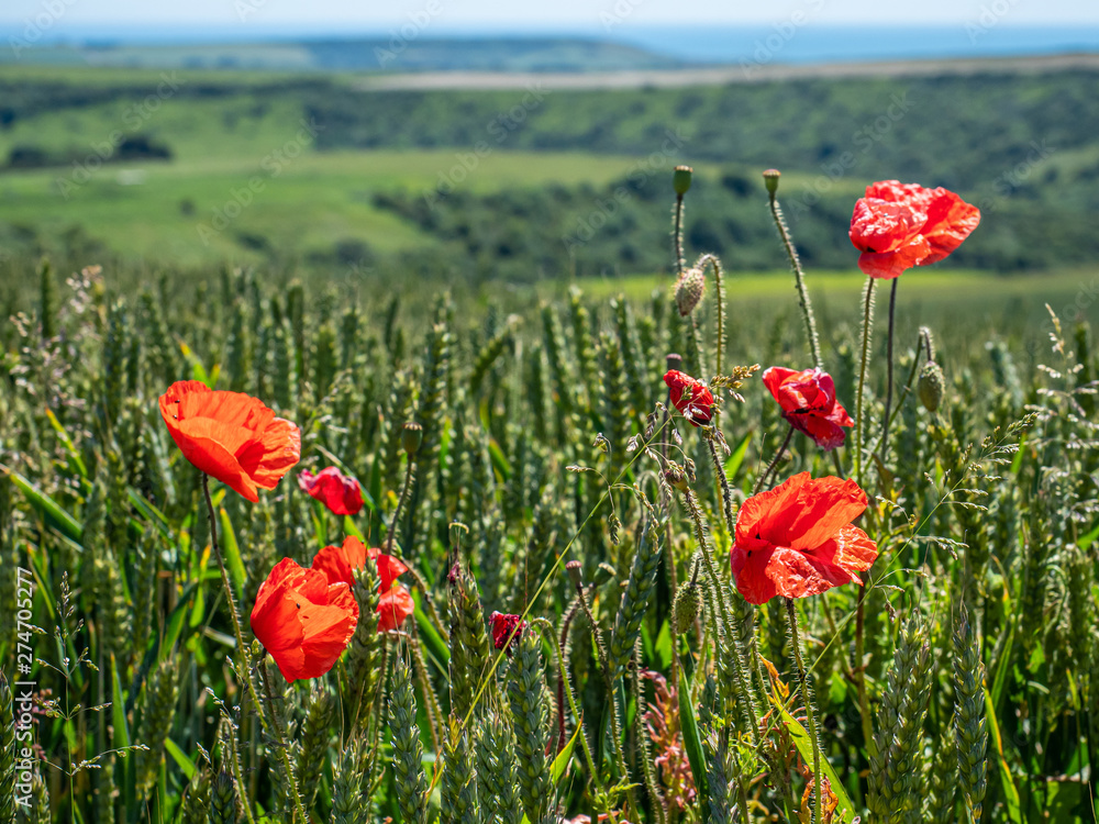 Obraz premium Pole maków