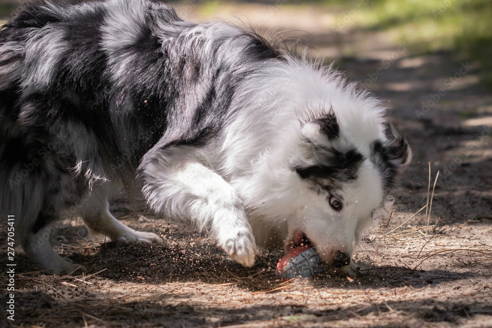 close up of australian shepherd trying to catch the flying toy, running and playing in forest, concentrated