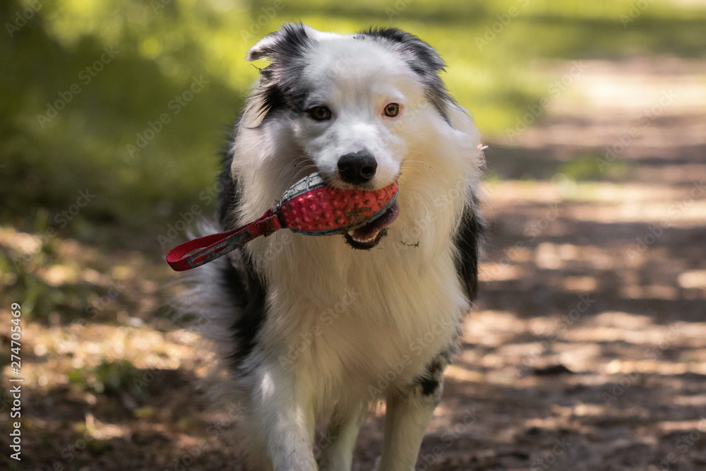 close up of australian shepherd happy face with toy in his mouth, running in forest