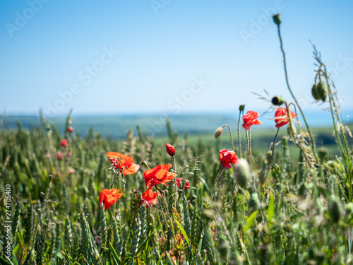 Poppy field