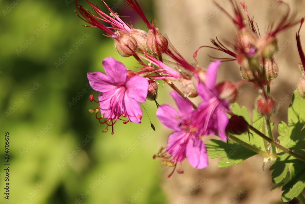 Obraz premium Blühender wilder Storchschnabel