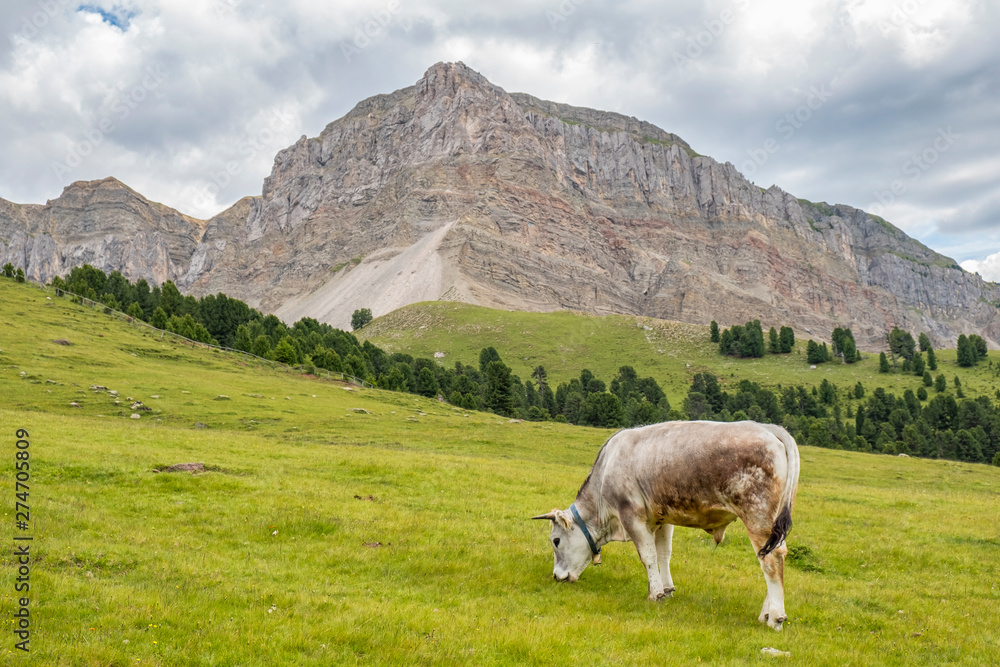 Alp Cow grazing in a meadow at a beautiful mountain