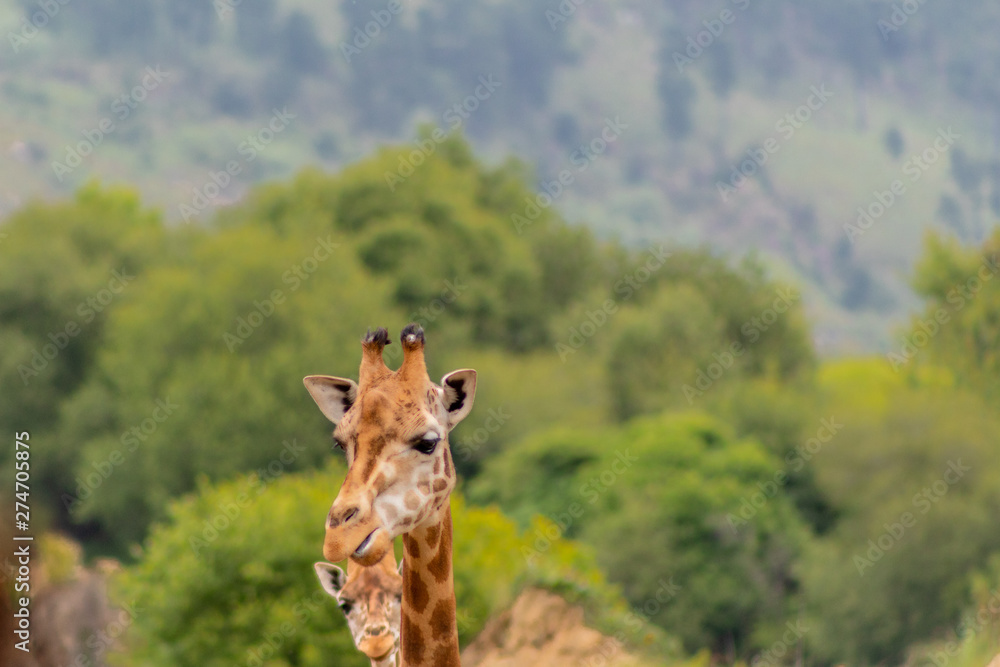 Fototapeta premium Giraffes walking in the early morning, with mountains in the background
