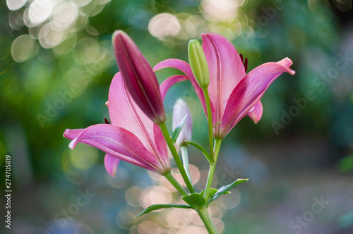 Flowers of purple lilies on a natural background