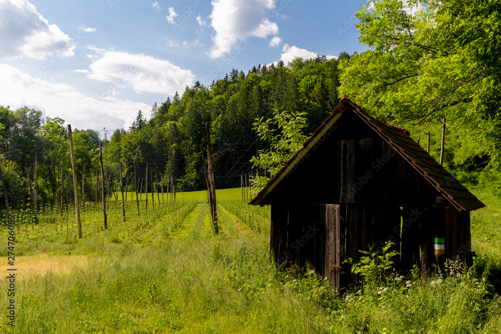 Hop garden in spring, Styria, Austria Hop garden in spring, Styria, Austria