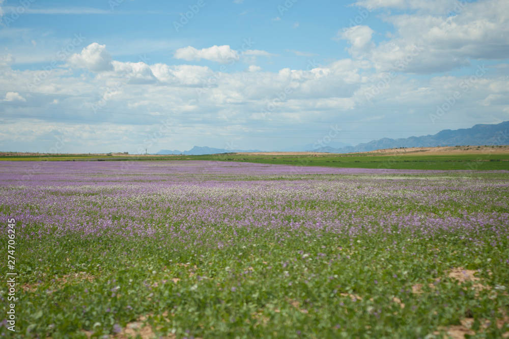 Spanish Landscape