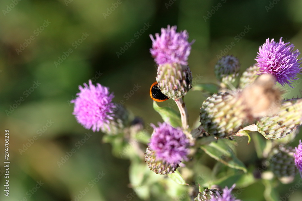 Burdock blooms in the meadow. It shows a red ladybug. The background is blurred. Burdock blooms in the meadow. It shows a red ladybug. The background is blurred.