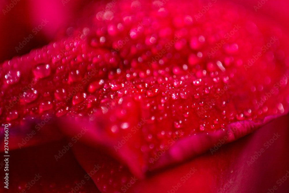 Rose water drops Rose water drops