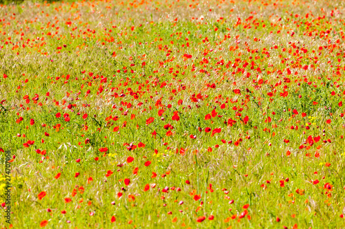 meadow with poppies, Provence, France